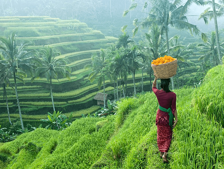 Moteris ryžių laukuose, Balis